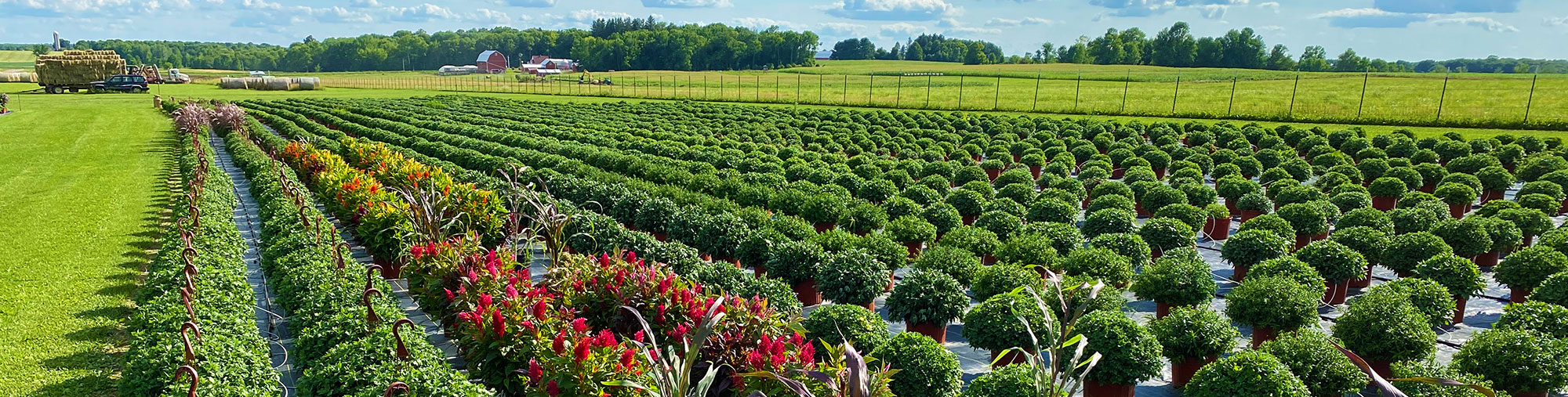 Acres of flowers, houseplants and produce at Turnpike Greenhouse - Granton Wisconsin - flowers, houseplants, vegetables, progressive greenhouse, quality plants, planters, gifts