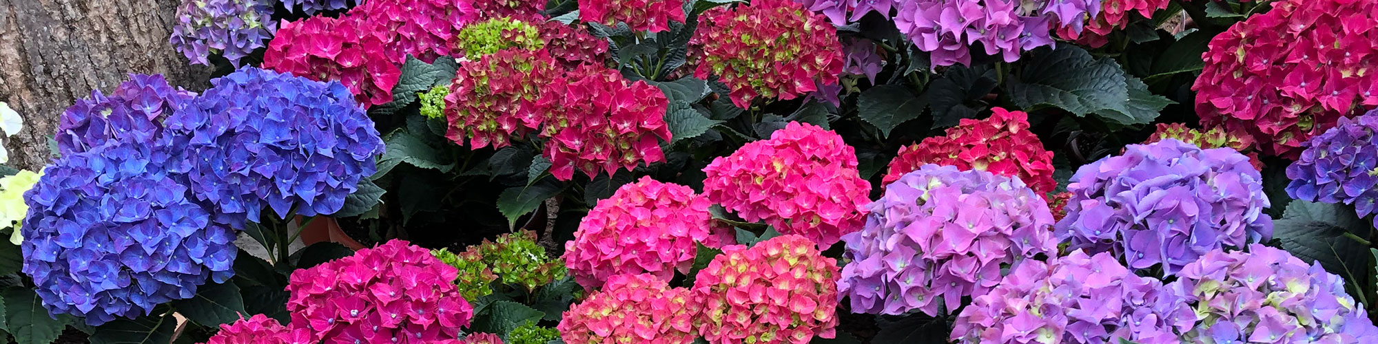 Fresh flowers waiting for you at Turnpike Greenhouse - Granton Wisconsin - flowers, houseplants, vegetables, progressive greenhouse, quality plants, planters, gifts