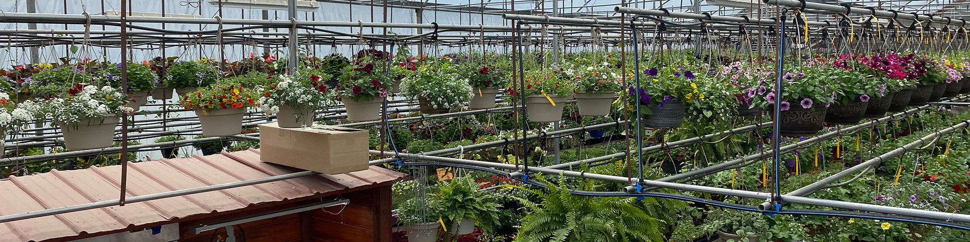 Greenhouses filled with fresh flowers and plants at Turnpike Greenhouse - Granton Wisconsin - flowers, houseplants, vegetables, progressive greenhouse, quality plants, planters, gifts