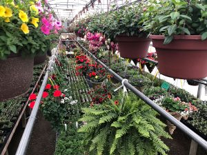 Variety of flowers and houseplants at Turnpike Greenhouse - Granton Wisconsin - flowers, houseplants, vegetables, progressive greenhouse, quality plants, planters, gifts